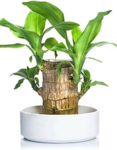 Brazilian lucky bamboo live plant-Pack of 1