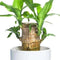 Brazilian lucky bamboo live plant-Pack of 1